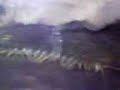 Scolopendra Suspinipes