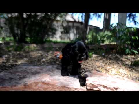 Midnight AKC Male Black Cocker Spaniel Puppy for sale