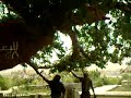 اكبر شجره في العالم -اليمن تعز
