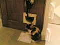 Cat fights cat door Cat fights cat door