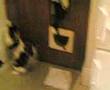 Cat fights cat door 