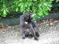 videos de 鶴舞公園にてネコさん追跡す（chase a cat）