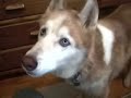 Chien parlent!