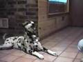 Chien parlent!