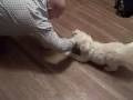 videos de Anju the Viscious MaltiPoo