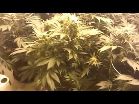 how to grow ak 47 indoors