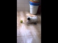 Blu vê pela uma bola pela 1a vez na vida