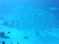 Palau ウーロンチャンネル
