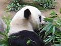 Panda-1