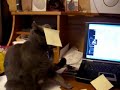 post-it cat post-it cat