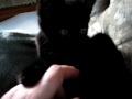 Kitten Miep Purring