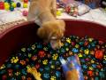 videos de ted-abrindo-presente-osso-2