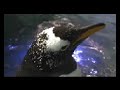 Animals enrichment at the Tennessee Aquarium