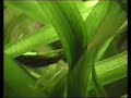 Chinese algae-eater / Siamesische Saugschmerle [1/2]