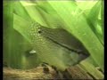 Chinese algae-eater / Siamesische Saugschmerle [1/2]