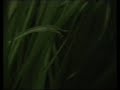 Chinese algae-eater / Siamesische Saugschmerle [1/2]