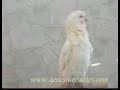 Alaska The Goffin\ Alaska The Goffin\