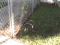 Arnold and White Girl Pups.wmv