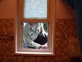 Pop vs The Little Window (and the yellow jackets)