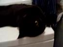 My kitty being cute