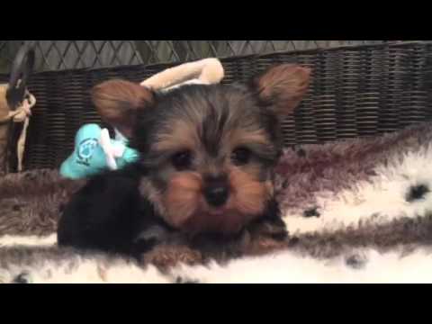 Gorgeous little male Yorkie puppy!