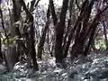 Picture Eugene - The Amazon Headwaters Forest