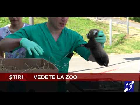 Vedete la Zoo