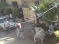 Mad cow successful in fleeing from boucher