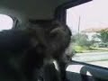Eros il mio alaskan malamute parla, dice: Mamma! Eros il mio alaskan malamute parla, dice: Mamma!
