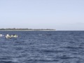 les baleines aux milieux des canoes les baleines aux milieux des canoes