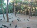 Peacocks at Plaka