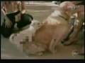 Spoof commercial for a product for dogs with erectile dysfunction called  Boneral