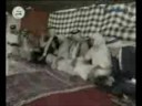 لزكة خوما لزكه www.4nahla.com