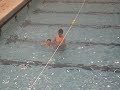 Swim Class \