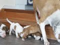 Firebulls puppy\ Firebulls puppy\