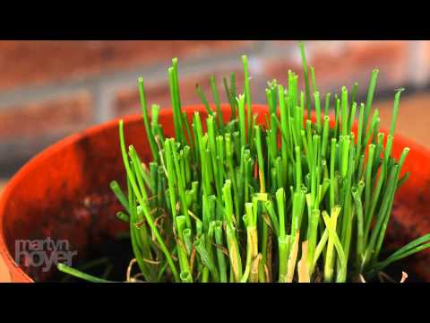 how to harvest garlic chives