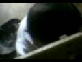 videos de baby gianne