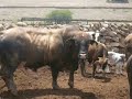 imagenes de tlaltenango  y   fiesta de atolinga 2007