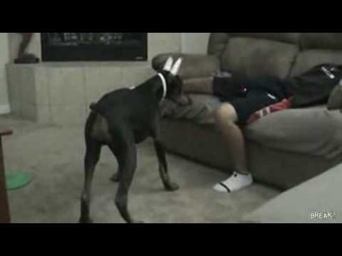 doberman attaque