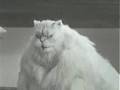 Morbidly-Obese-Cat