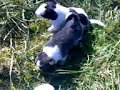 Month Old Puppies 3