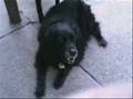 R.I.P Butchy