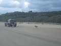 Fraser Island; Dingoes following our vehicles along the eastern beach near Happy Valley Fraser Island; Dingoes following our vehicles along the eastern beach near Happy Valley