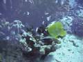 11-11-08 Veterans' Reef