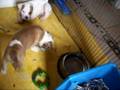 videos de Calyspo alias Djoy