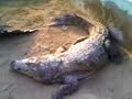 Karachi/Pakistan Sacred Reptiles Karachi/Pakistan Sacred Reptiles
