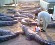 Karachi/Pakistan Sacred Reptiles