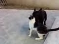 filippo, bouledogue francese, flirta con il micio