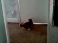 Who needs cat toys?