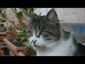 magnifiques-chats-mignons-droles-et-touchants-.html
